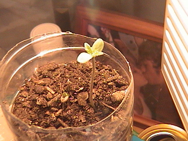 seedling, sprouted after 2 days of germination
