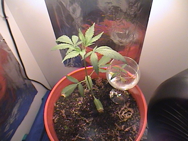 top of plant, still 24hr light, next to a little wine glass with an experimental plant (didnt live)