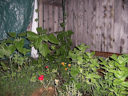 2 different types of sunflowers, marigolds, geraniums, etc. - edger fence again for perspective.