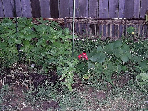 Edger fence comparison - can you spot the pot?