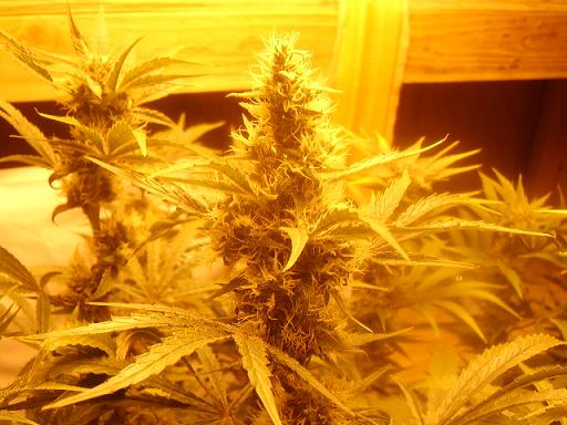 day 57 flower