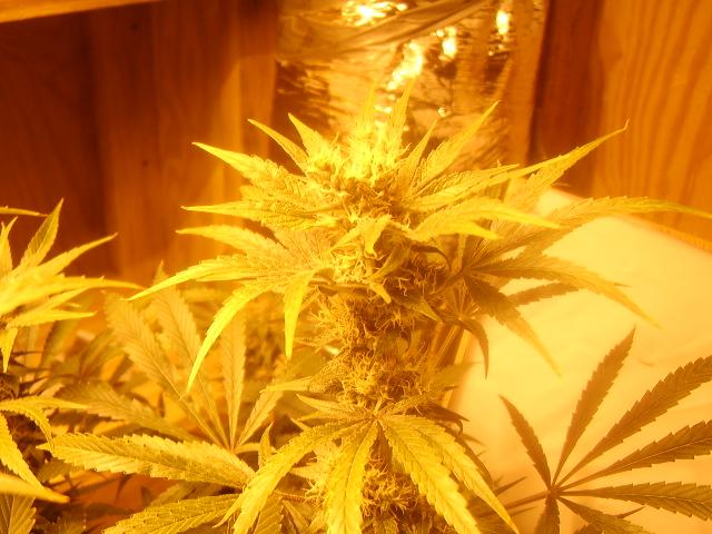 day 57 flower