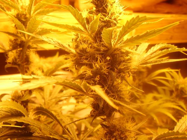 day 57 flower