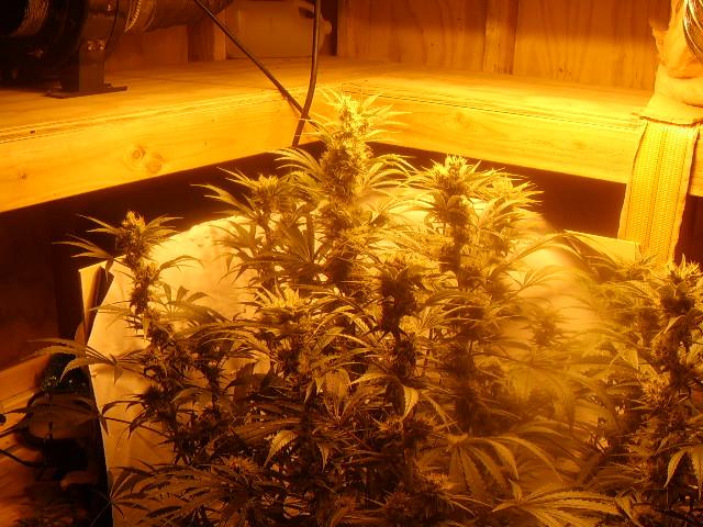 day 57 flower