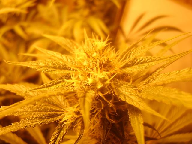 day 57 flower