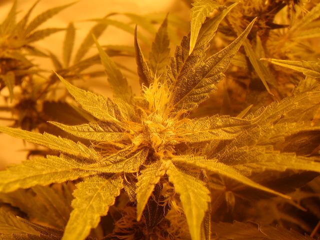 day 57 flower