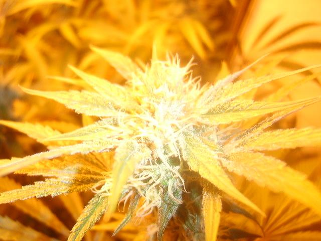 day 57 flower