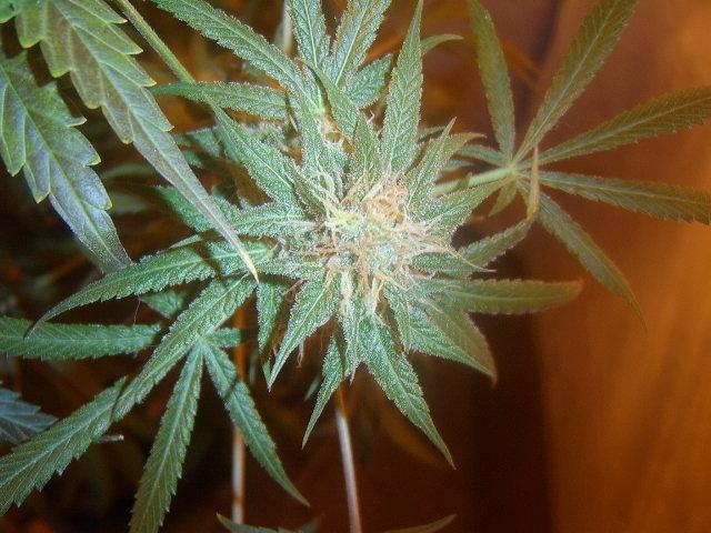 day 57 flower