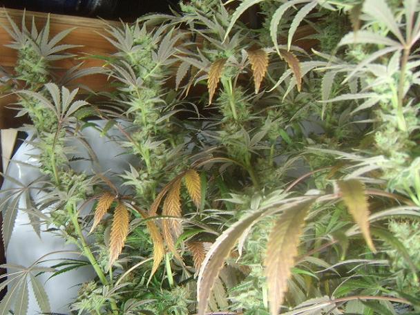 day 82 flower