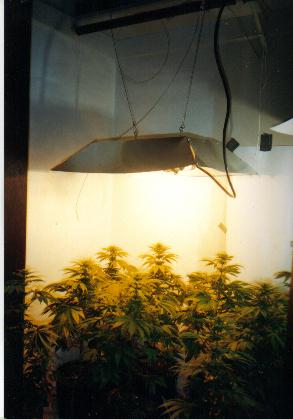 This pic shows the garden @ 2 weeks into 12/12. check out my home made light reflector. made it out of a sheet of aluminum and painted the underside with flat white. cost 8 bucks!!!!!!1