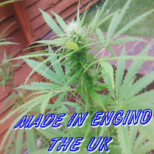 pic 14 uk bud