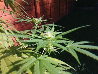 buds glorious buds