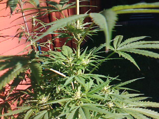 pic12 loads of buds