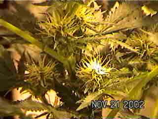 buds at 34 days