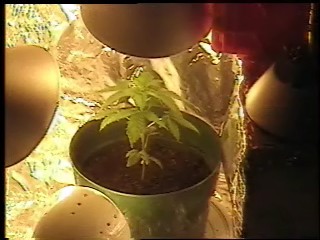 this is a shot of the plant inside the box