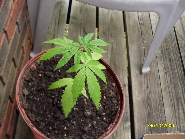 Found this plant growing in my backyard and put it in a pot. Just topped the plant in this pic.