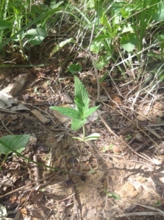 This one has been growing from unhatched seed in the woods with no artificial soil. just meracle grow fert every 10 days...