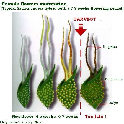 When To Harvest  