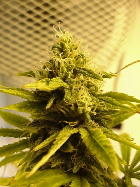 This is a cola pic of our smaller plant at 32 says 12/12.