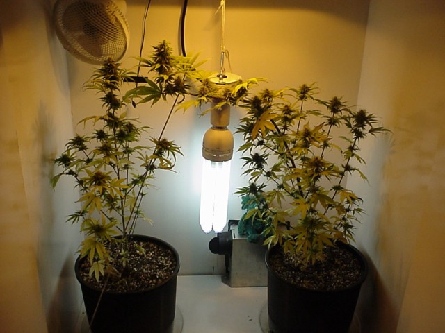 This is a 125 watt Envirolite that I use to help the lower parts of the plants get light.