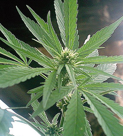 white hairs purple hairs and male pollen sacs under every bud