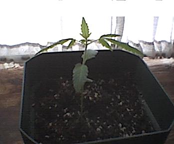 This is the first picture since this plant has been growing. It's doing pretty good so far, I'm looking foward to more.