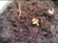 All of my plants have germinated and put into the soil and this is the first of the 3 to have the leaves emerge.