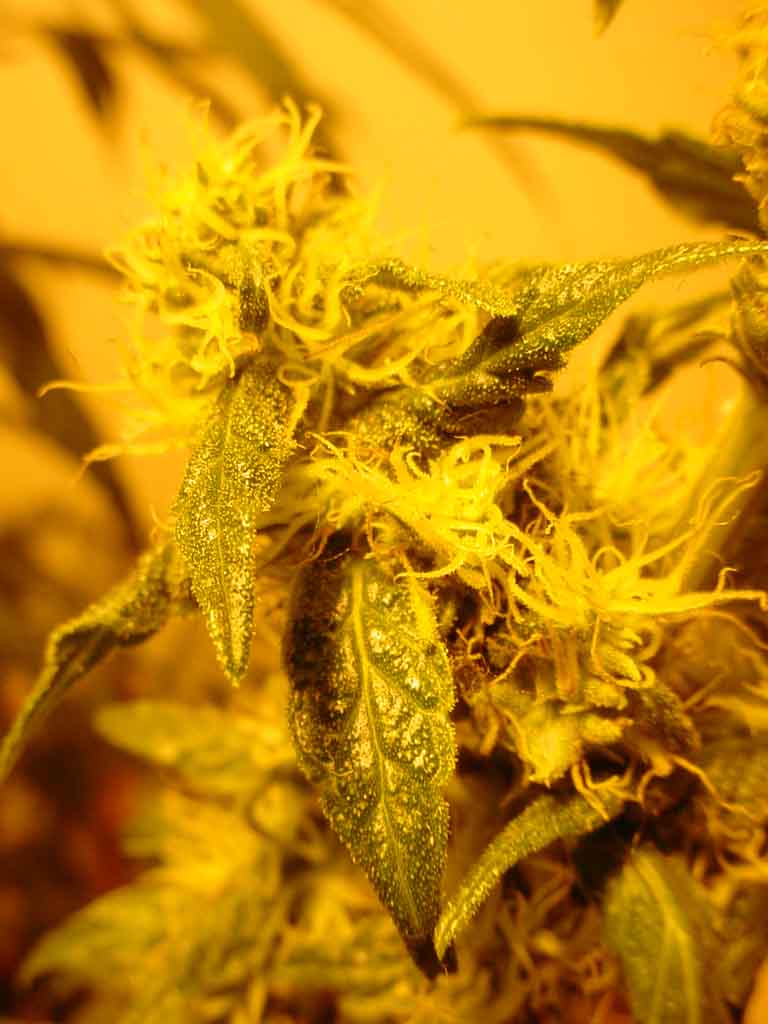 This one looks and smells like bubblegum I sure hope it is , how does it look? How much longer?
