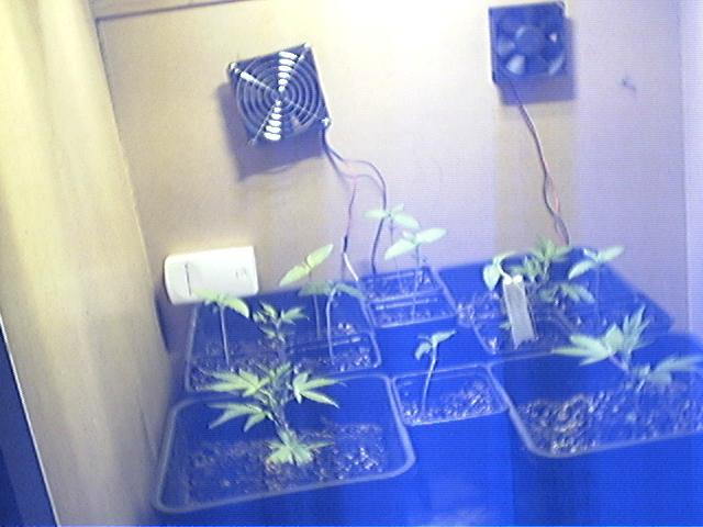 plants growing