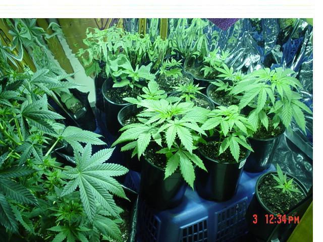 I have 6 skunk clones almost ready, I'm going to have to make some room.