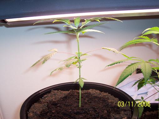 this is plant #1 on 3/11