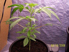 this is plant #1 on 3/19 a week after the first pics