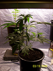 this is plant #2 on 3/19 a week after the first pics,this is our best plant