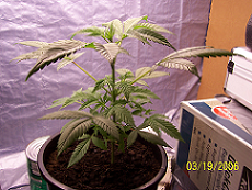 this is plant #3 on 3/19 a week after the first pics 