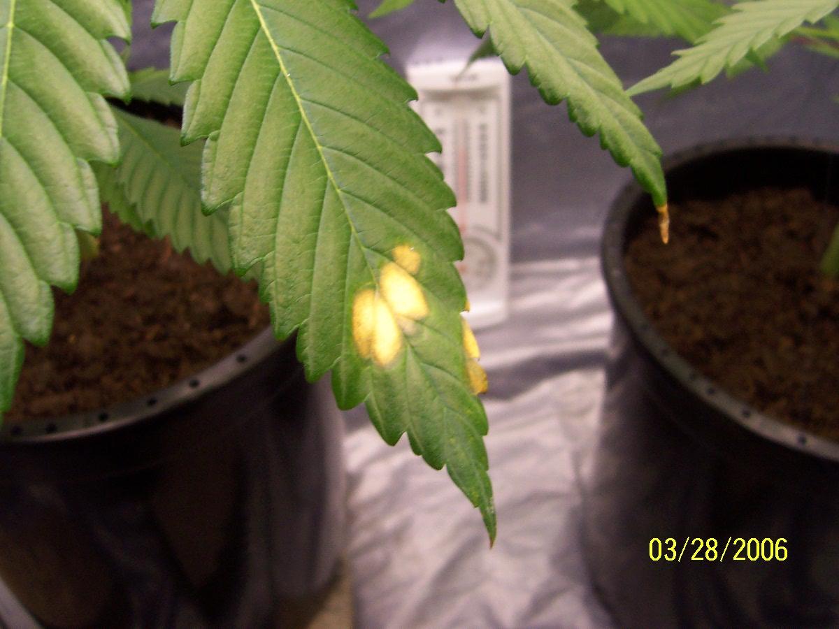 these our some problems on our plants that I just posted the pics here so I can get them on the forum