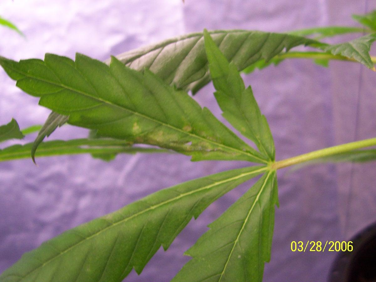 these our some problems on our plants that I just posted the pics here so I can get them on the forum
