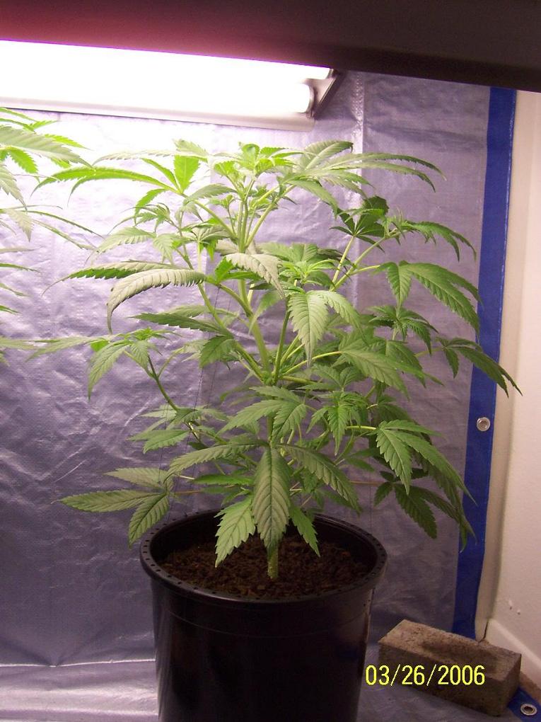this is plant #3 on 3/26, a week after the last bigger and better pics