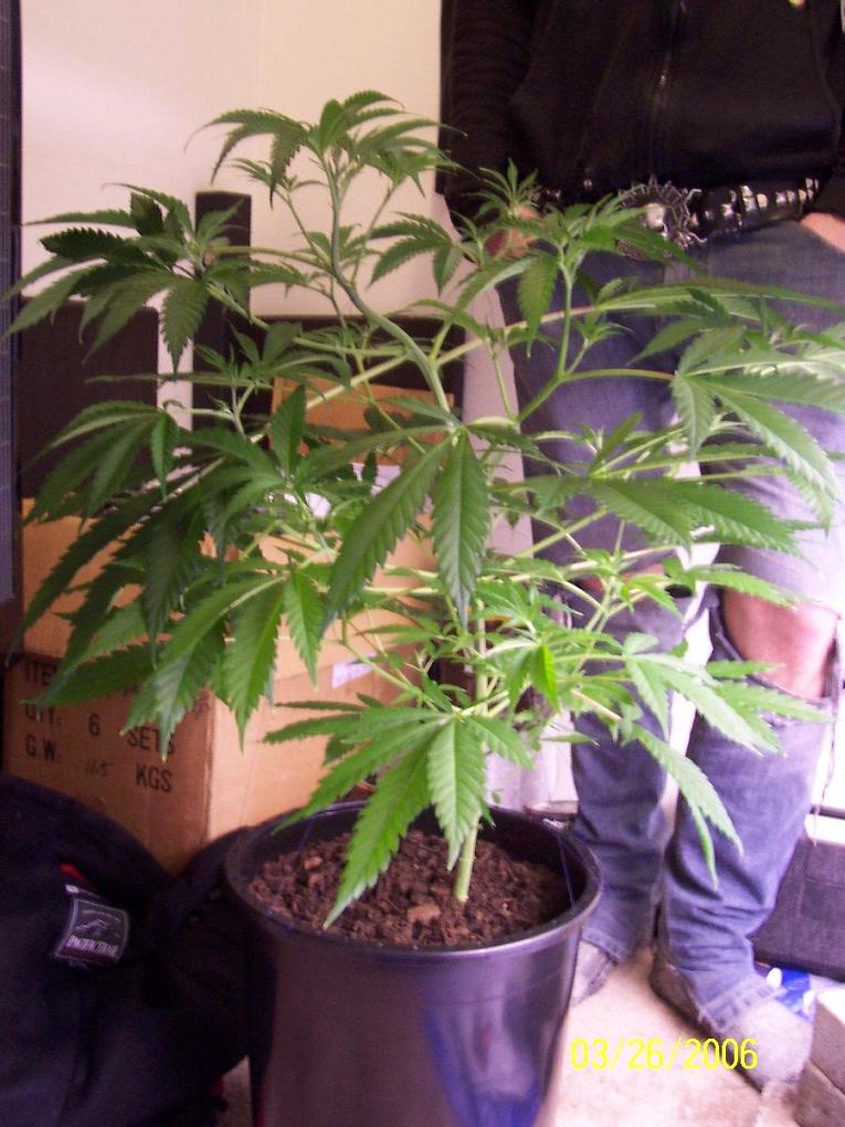 this is plant # 2 on 3/26 with someone in it for size comparison, a week after the last bigger and better pics