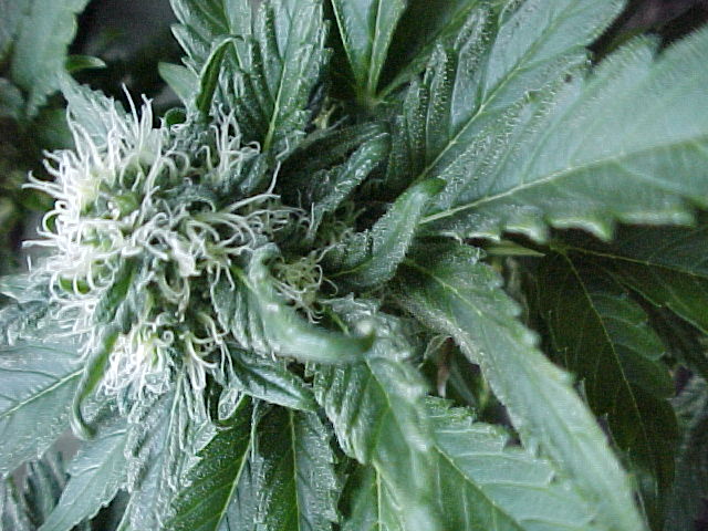 Closeup of one bud.