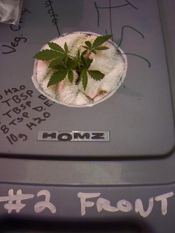 Good root development, great growth going on here. Same as before, the writing on the lid means nothing.