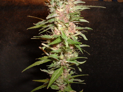 Another view of Plant One.