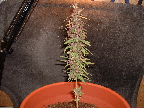 Another view of Plant Two.