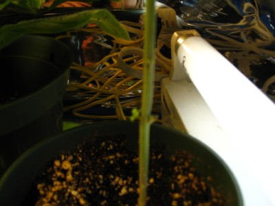 since ive cut the top off it has started to sprout new branch at the nodes. Yeah short 'n bushy, hopefully a mother plant.