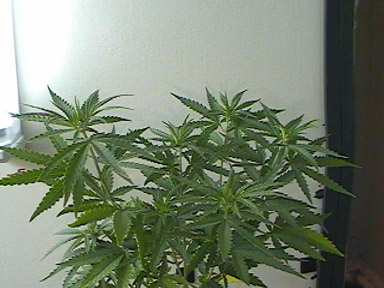 This is one of the bushier plants in the bunch.......Week 7 Veg.