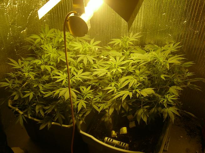 NOW LOOK AT EM!! nice and big, budding all over the place. and we also got the HPS hooked in. Look at the diffrence in the light, this one is orange. Really bright!