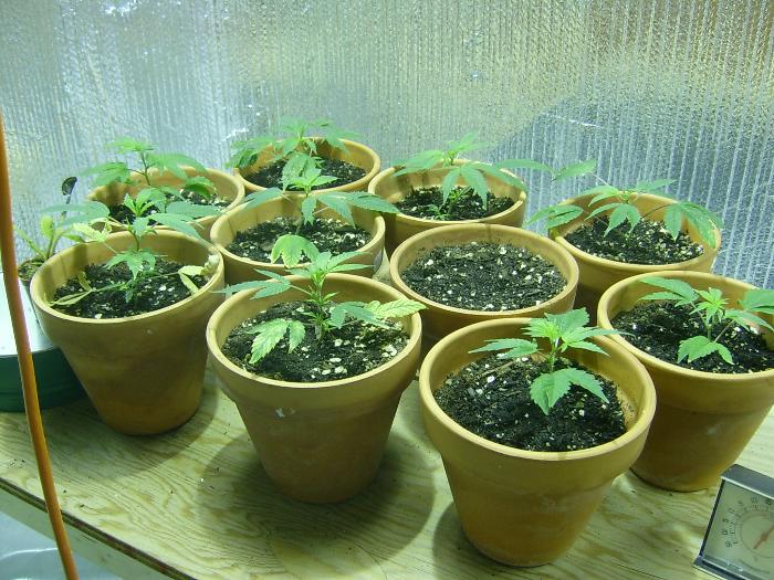 As u can see they look kinda healthy, but they still got some yellow on them. If your wondering what the empty pot is, its a seed that we planted that we are hoping will sprout. We didnt germinate it. THe seed came from a shishkaberry bud. 