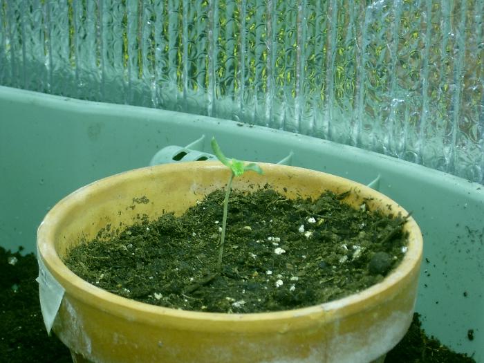 this is the little one that sprouted. looks nice, hopfully its a female. 