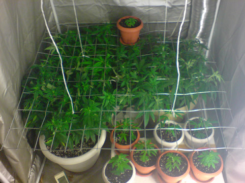 mothers and clones 4th day 12/12