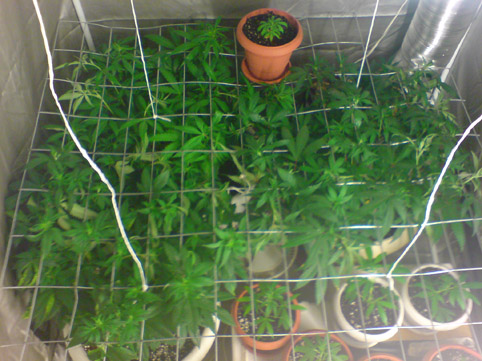 mothers and clones 4th day 12/12 closer shot