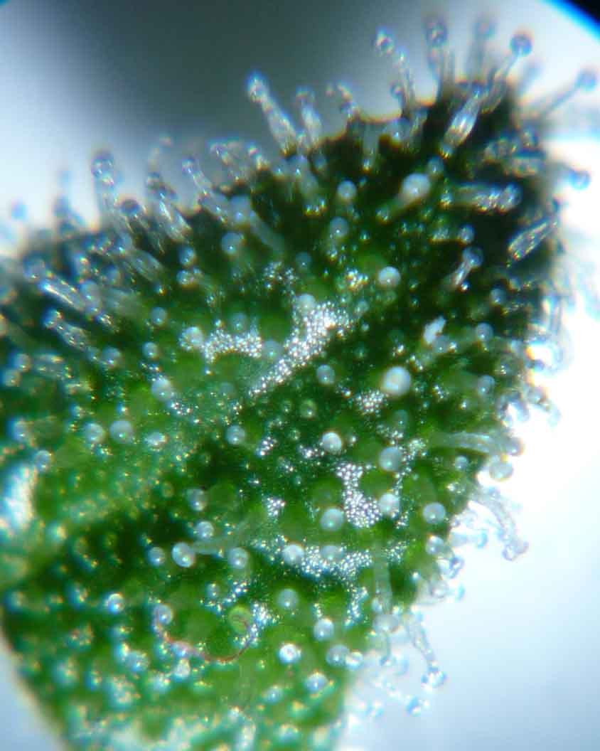 Trich microshots